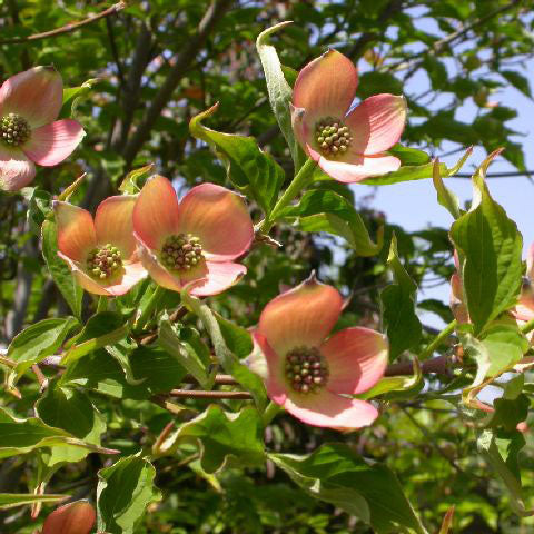 Cornus x Stellar Pink 1.5"