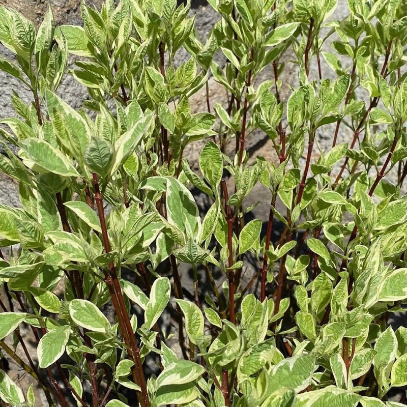 Cornus alba Ivory Halo 