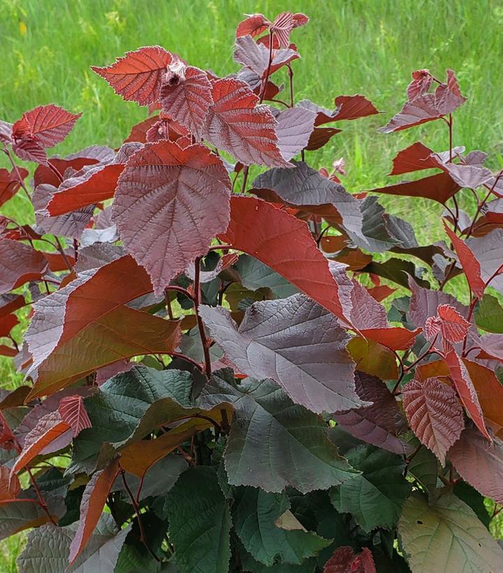 Corylus am Purpleleaf Bailey Select 