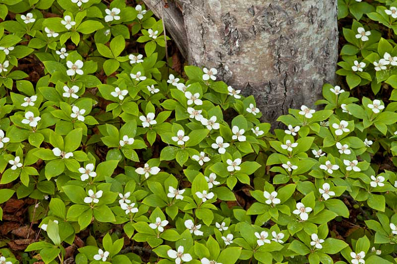 Cornus canadensis 