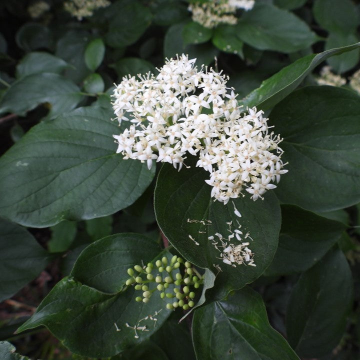 Cornus drummondii 
