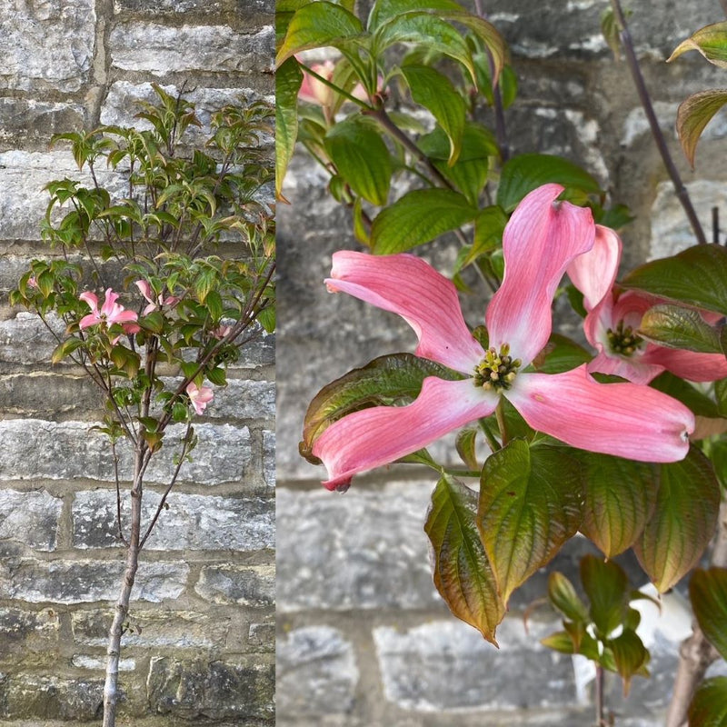 Cornus f Raging Red 