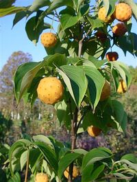 Cornus k Mandarin Jewel 