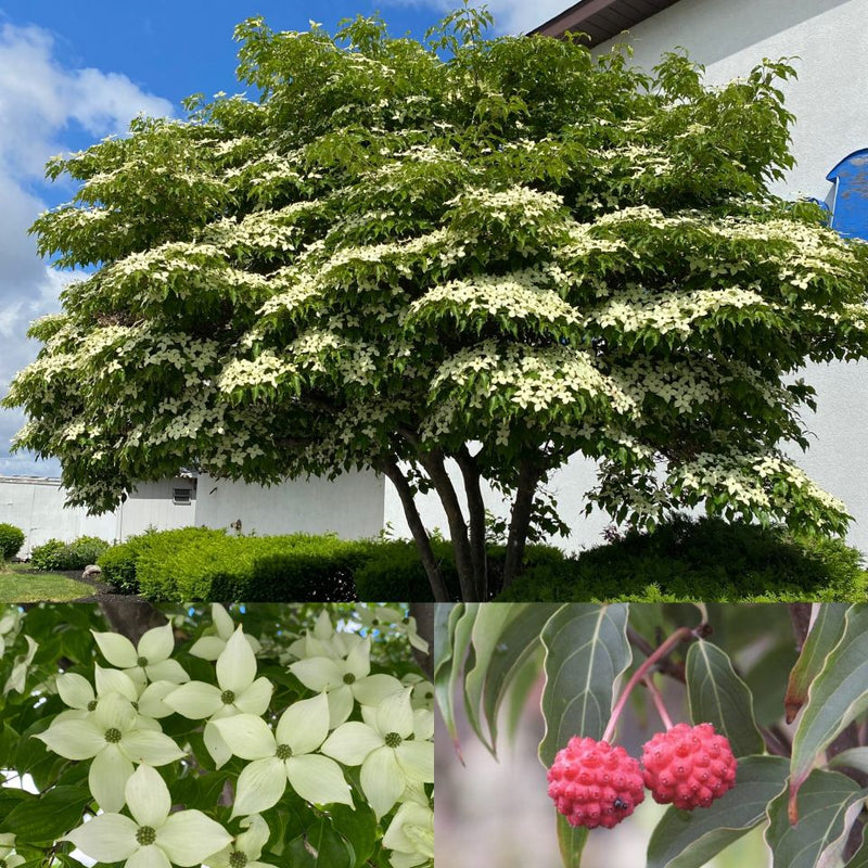 Cornus k Milky Way BF 6&