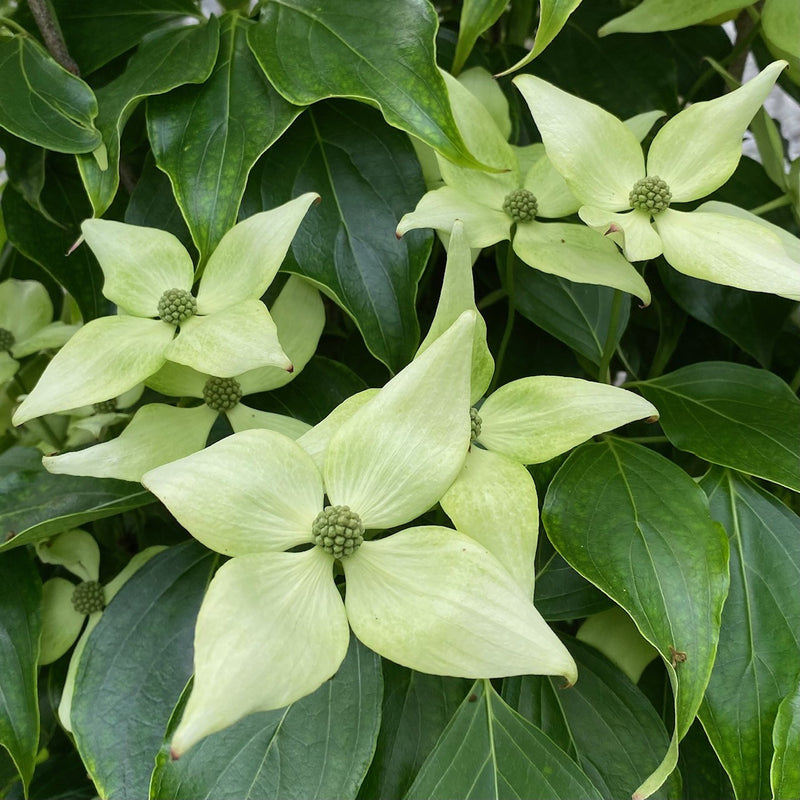 Cornus k Greensleeves 