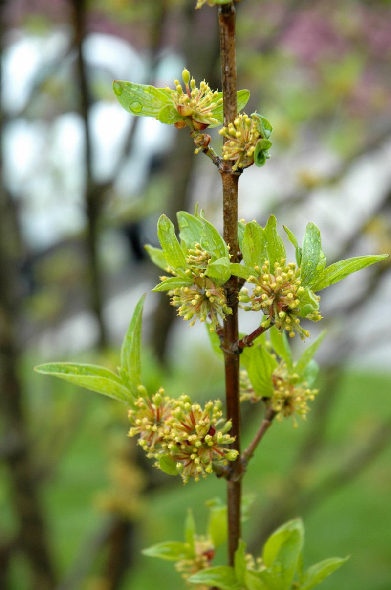 Cornus mas Golden Glory 