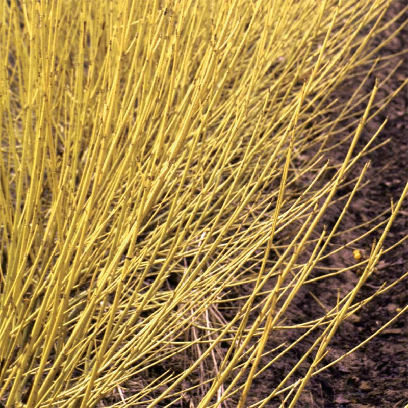 Cornus stol Arctic Fire Yellow 