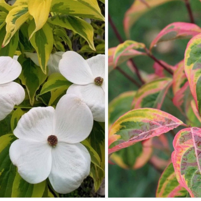 Cornus x Celestial Shadow 1.5"