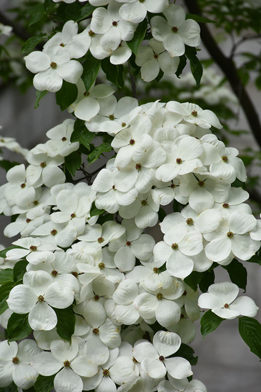 Cornus x Celestial 1.75"