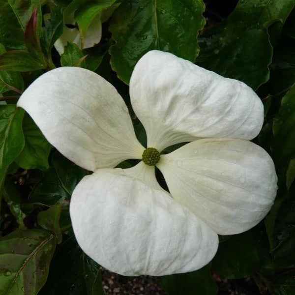 Cornus x Venus 5&