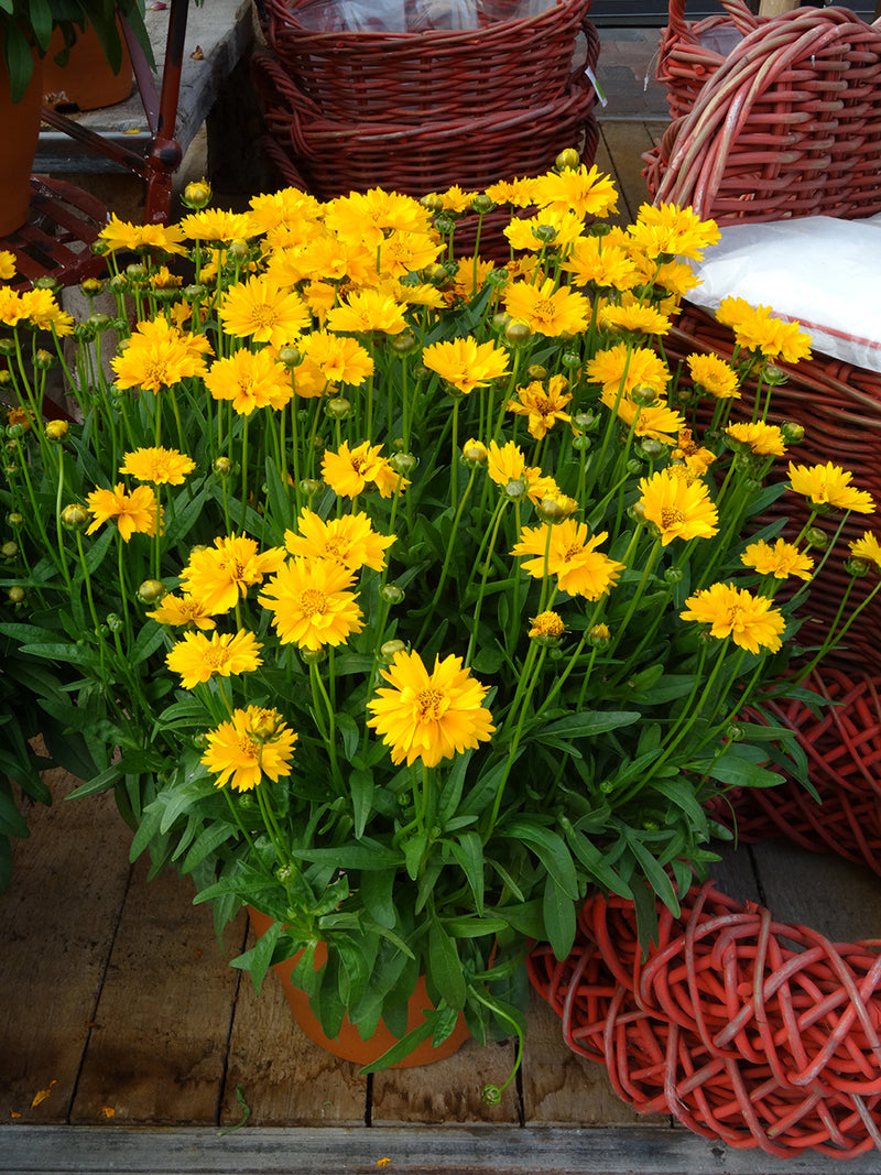 Coreopsis Early Sunrise 