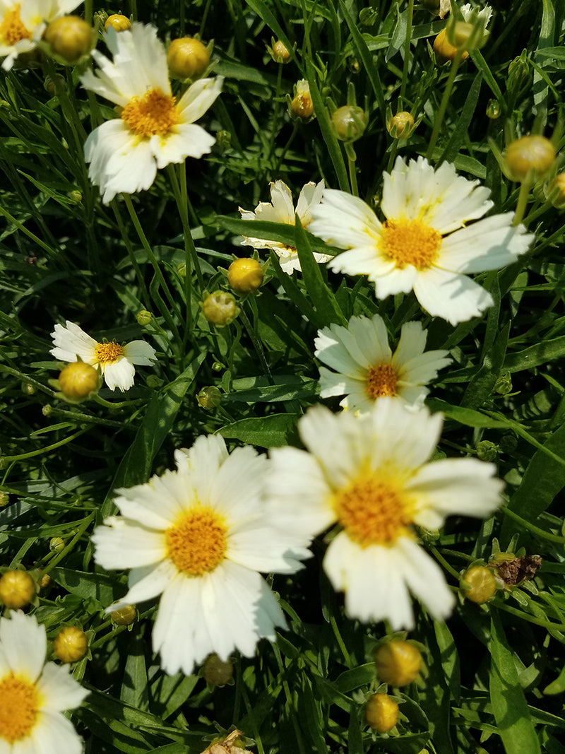 Coreopsis Polaris 1 qt