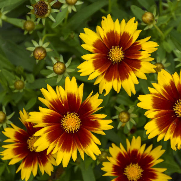 Coreopsis UPTICK™ Gold & Bronze 