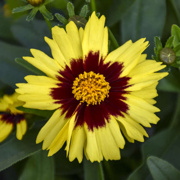 Coreopsis UPTICK Yellow & Red 1 qt