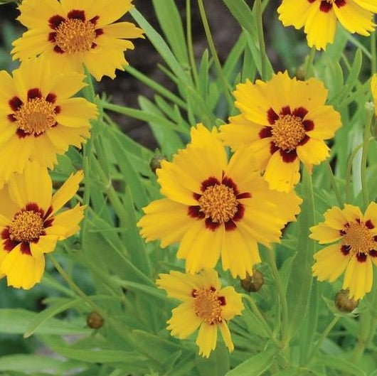 Coreopsis Baby Sun 1 qt