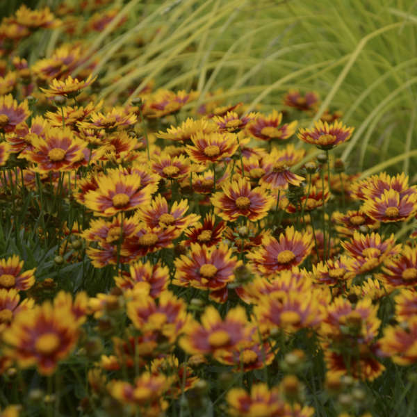 Coreopsis Daybreak 