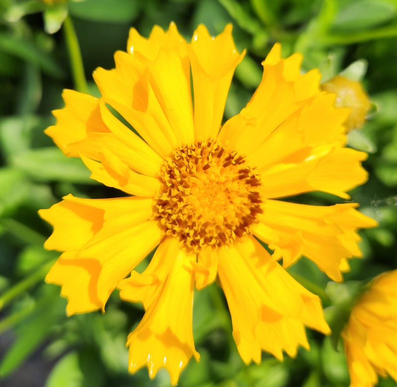 Coreopsis Jethro Tull 