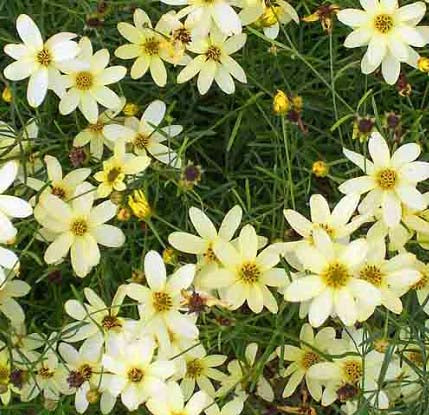 Coreopsis Moonbeam 