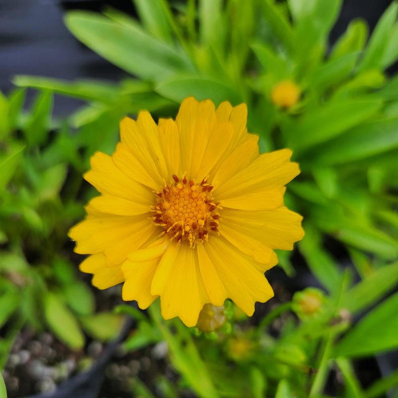 Coreopsis Presto 1 qt