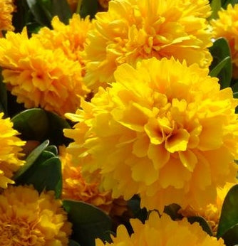 Coreopsis Solanna™ Golden Sphere 1 qt