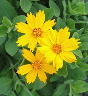 Coreopsis p. Sunshine Superman 