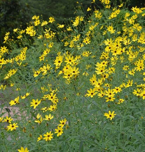 Coreopsis tripteris Gold Standard 