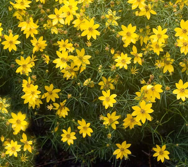 Coreopsis Zagreb 1 qt
