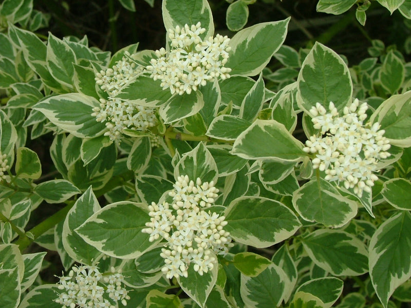 Cornus alba Creme de Mint 