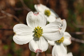 Cornus f White Blooming 6&