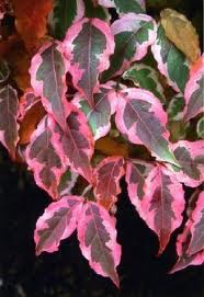 Cornus k Summer Fun 