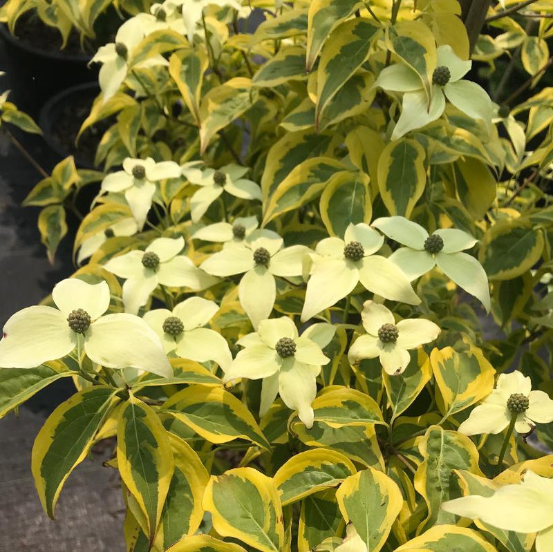 Cornus k Summer Gold 