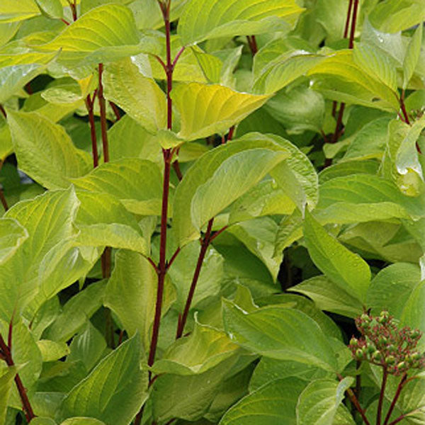 Cornus alba Prairie Fire 