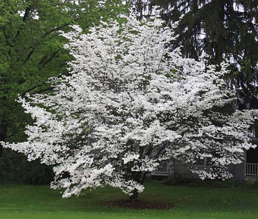 Cornus f Spring Grove 1.5"