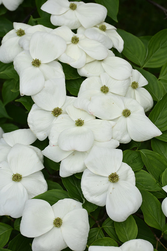 Cornus rutban Aurora 3&