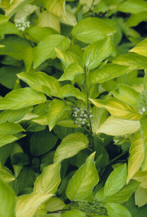 Cornus h Garden Glow 