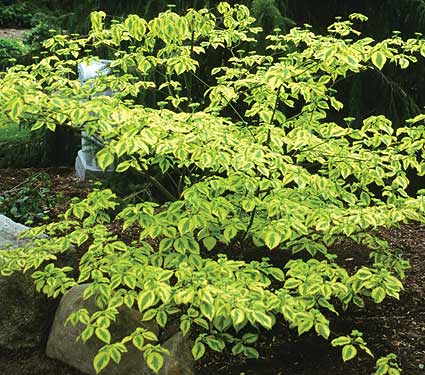 Cornus alt Golden Shadows 