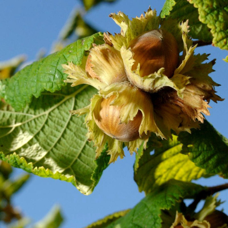 Fruit-Nut-Filbert-Sun Harvest 