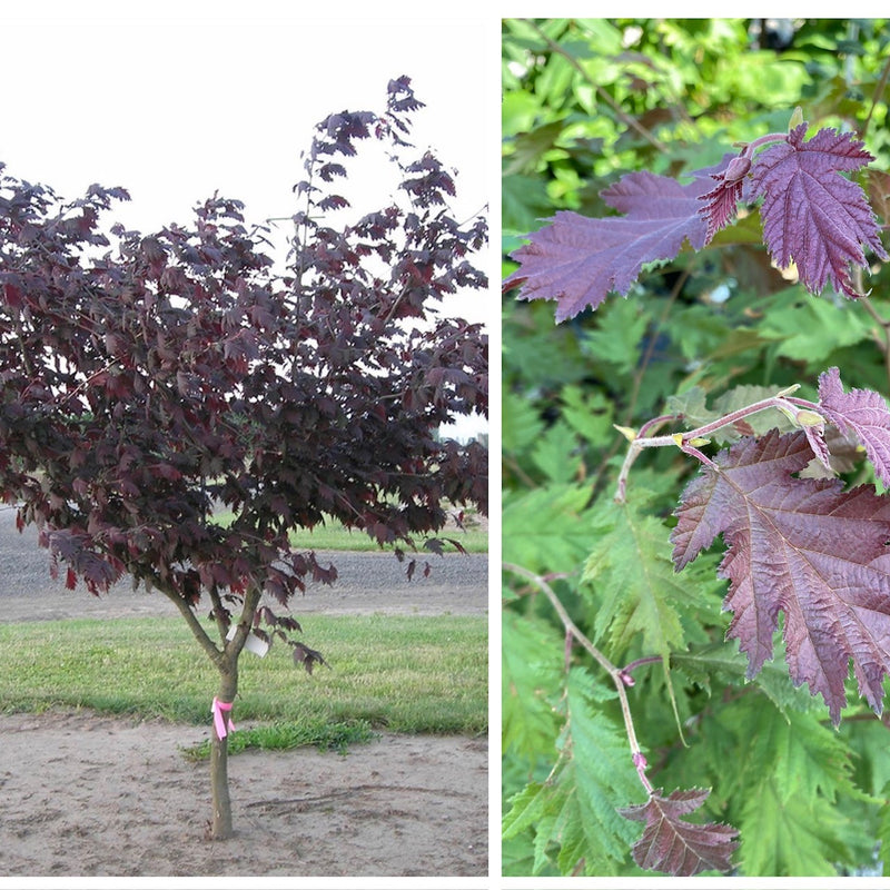 Corylus avel Burgundy Lace 