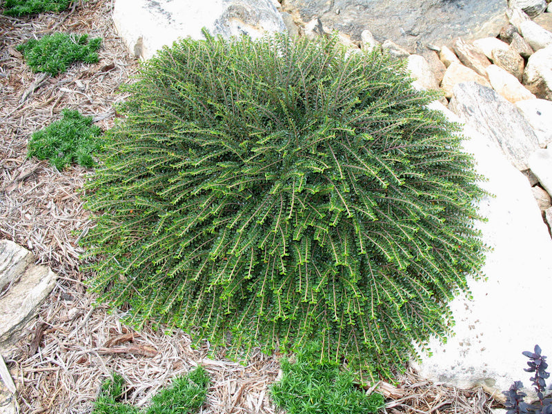 Cotoneaster ap Tom Thumb 