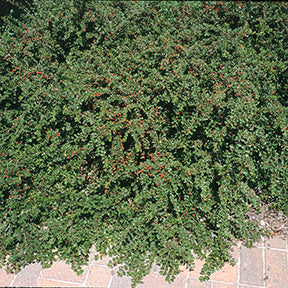 Cotoneaster apiculatus 