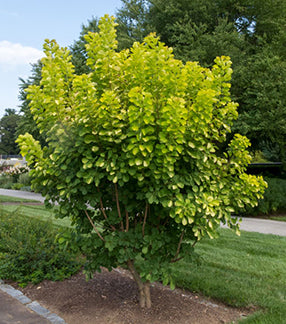 Cotinus c Golden Spirit 