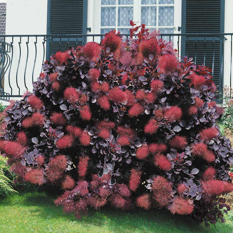 Cotinus c Royal Purple 