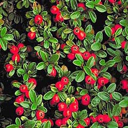 Cotoneaster d Coral Beauty 