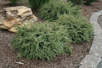 Cotoneaster h Northern Borders 