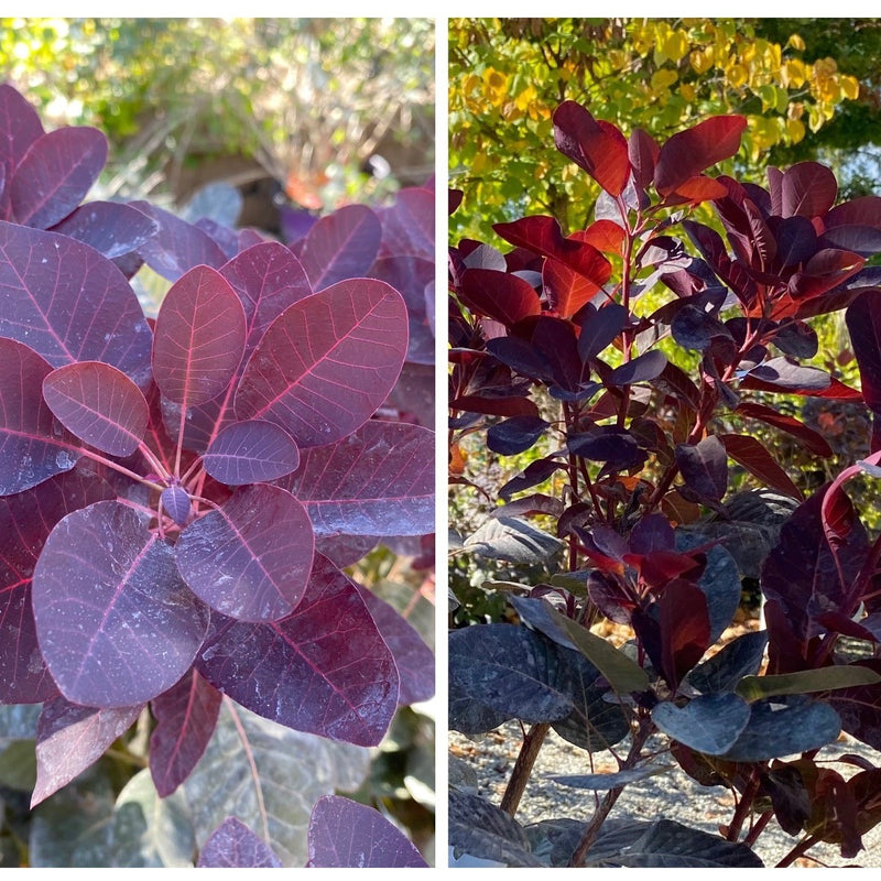 Cotinus c Velvet Cloak 