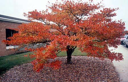 Crataegus Winter King 