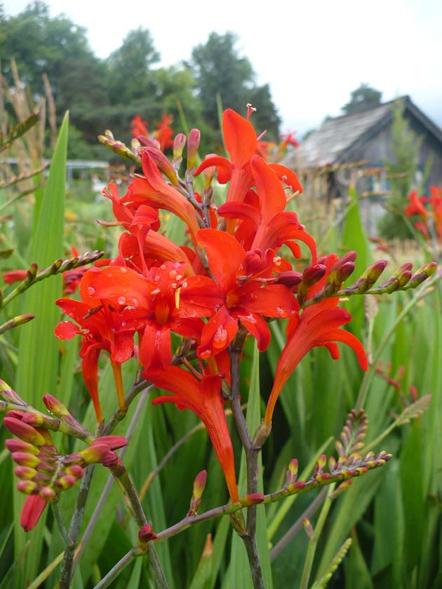 Crocosmia Lucifer 