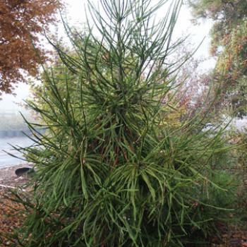 Cryptomeria j Araucarioides 