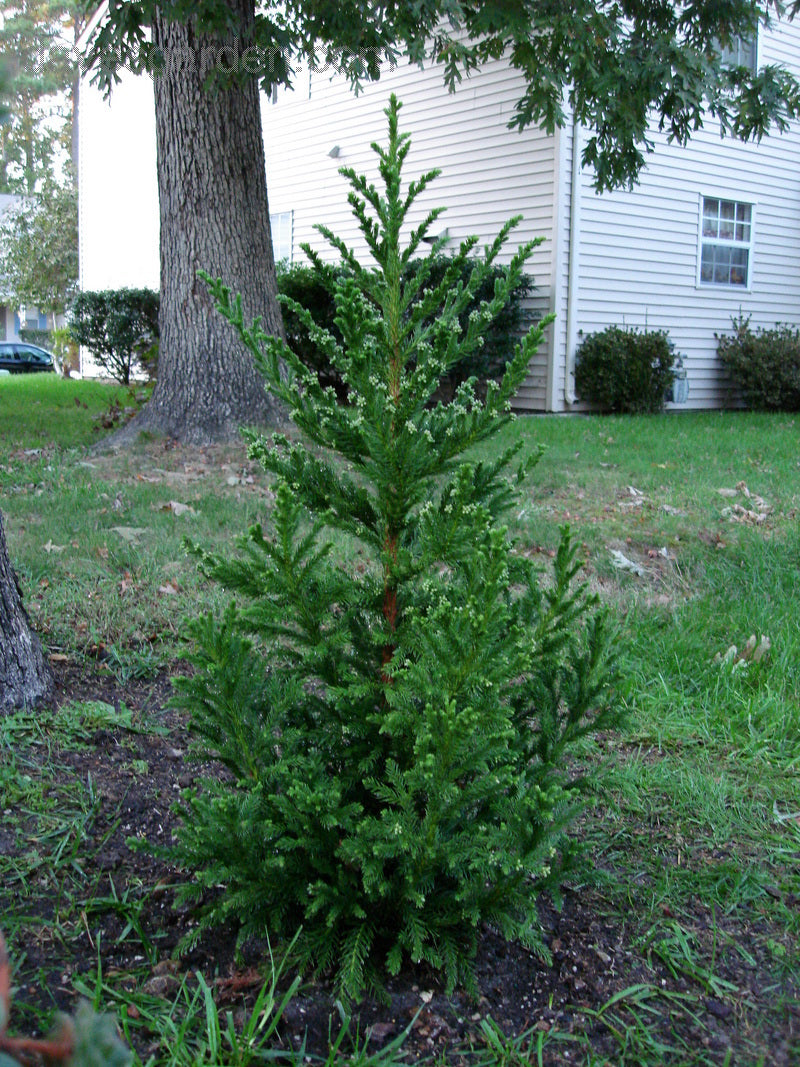 Cryptomeria j Black Dragon 