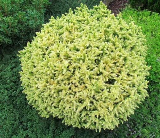 Cryptomeria j Golden  Promise 